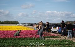 Tulpentocht 2024